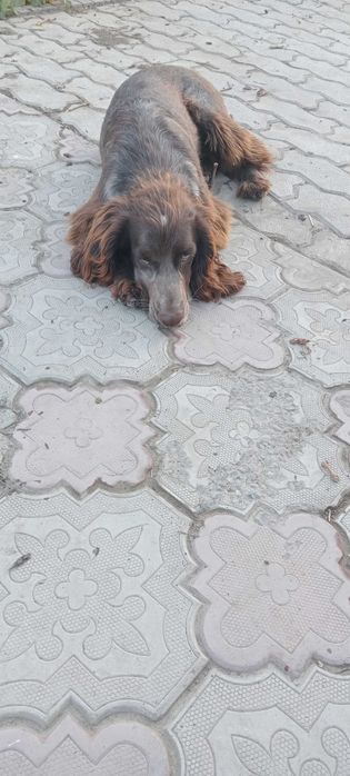 щенок  английский спаниел