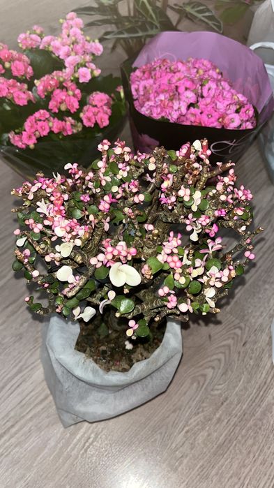 Комнатные цветы, Калонхоэ