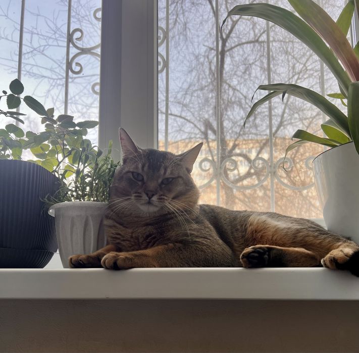кот породы Чаузи