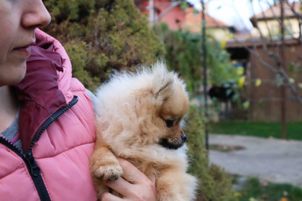 Миниатюрно момиченце померан с родословие FCI