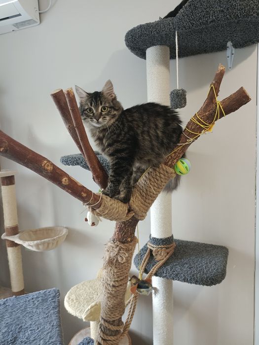 В добрые руки. Срочно!