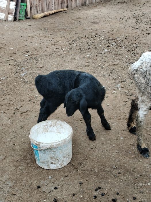 Козылы кой сатылады