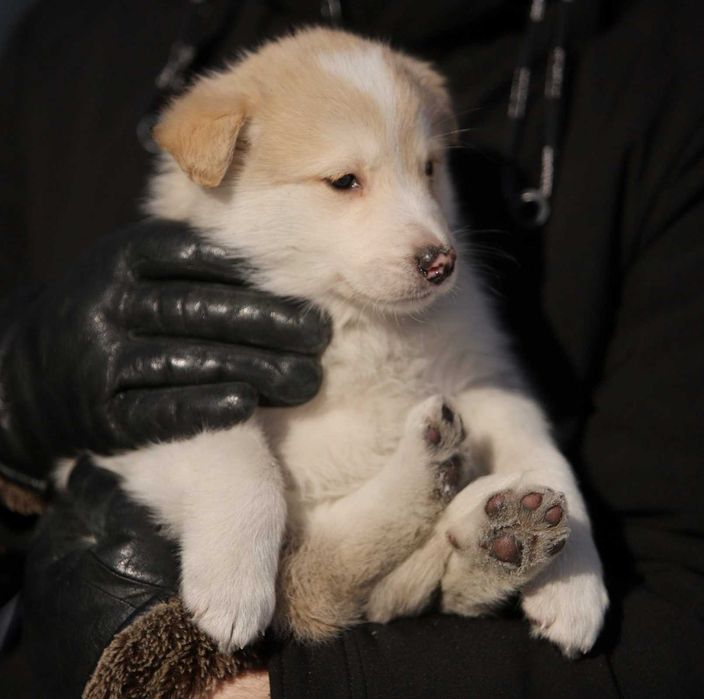 Щенок ищет дом, щенки