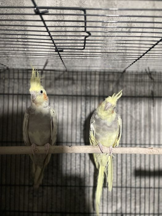 Папугай карелла