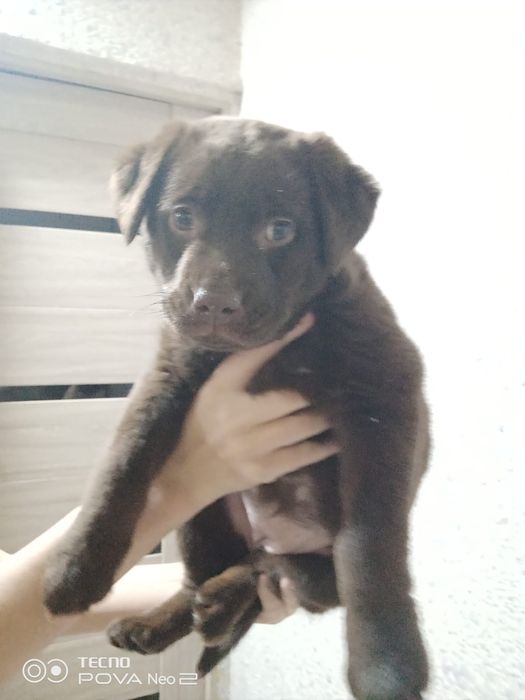 Продается лабрадор ретривер, щенок, девочка