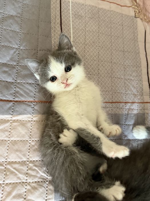 Отдам котят. Возраст 2 месяца