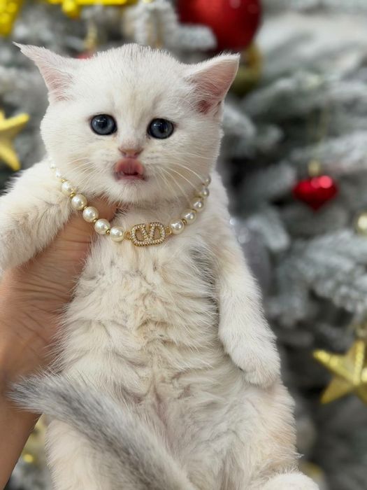 Девочка чистокровная серебристая шиншилла