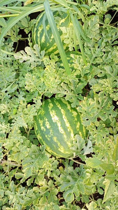 Vând pepeni, foarte gustoși, foarte dulci și foarte aromați!!