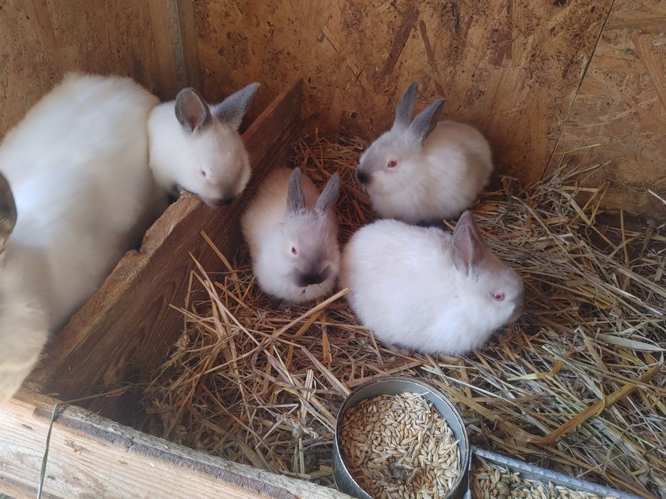 Vind iepuri Californieni diferite virste