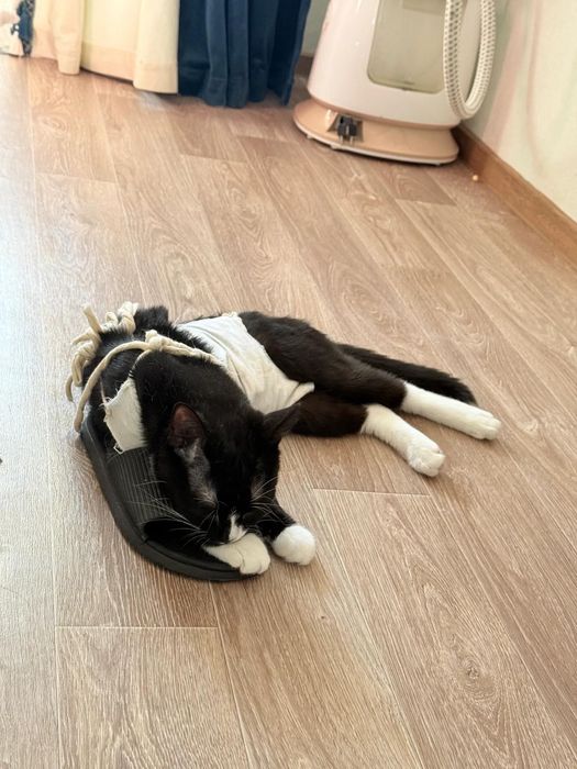 Отдам кошку в хорошие руки