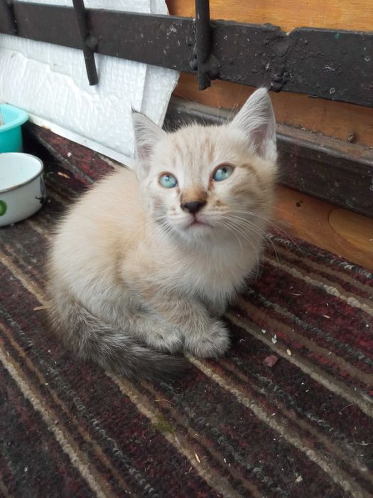 Котята в хорошие руки