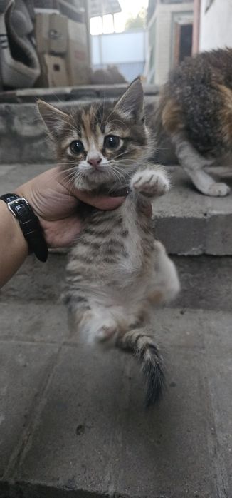 Отдаю в хорошие добрые руки котиков