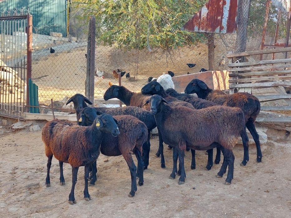 Анасы бейнеленген 3D порно комикстері