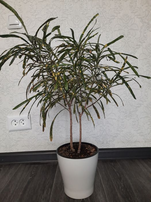 Продам цветы Кротон