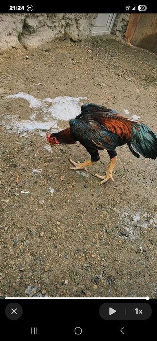 Продам молодого петушка