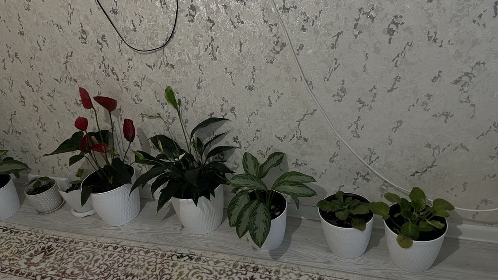 Домашнии цветы. Недорого