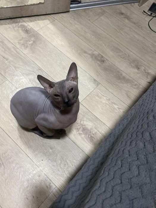 Сфинкс для вязки мальчик