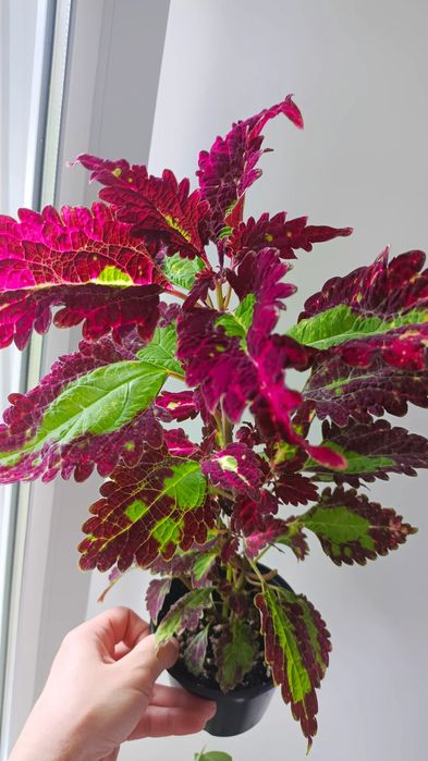 Комнатные растения