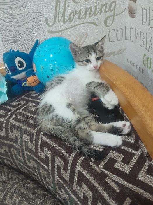 Только в добрые руки котёнок-девочка!