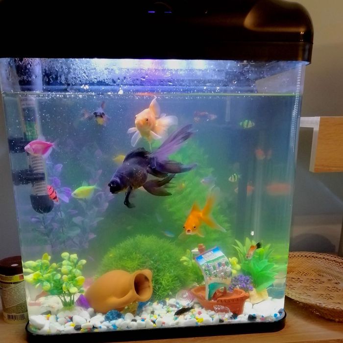 Аквариум за рибки