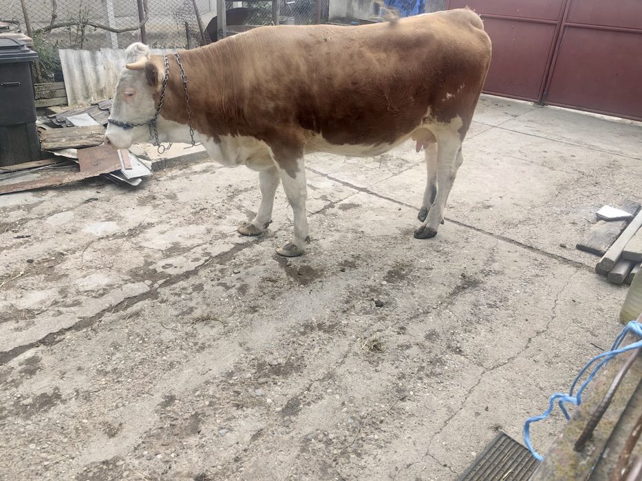 Vand vaca cu vitel
