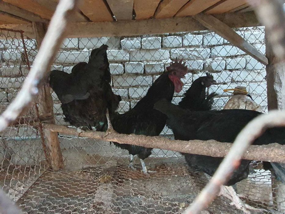 Qora tovuq, Adler tovuq va Qora Uxayl tovuq tuxumlari sotiladi.