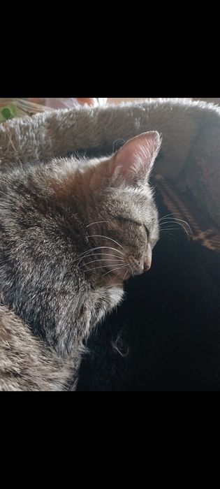 Кошка. бесплатно