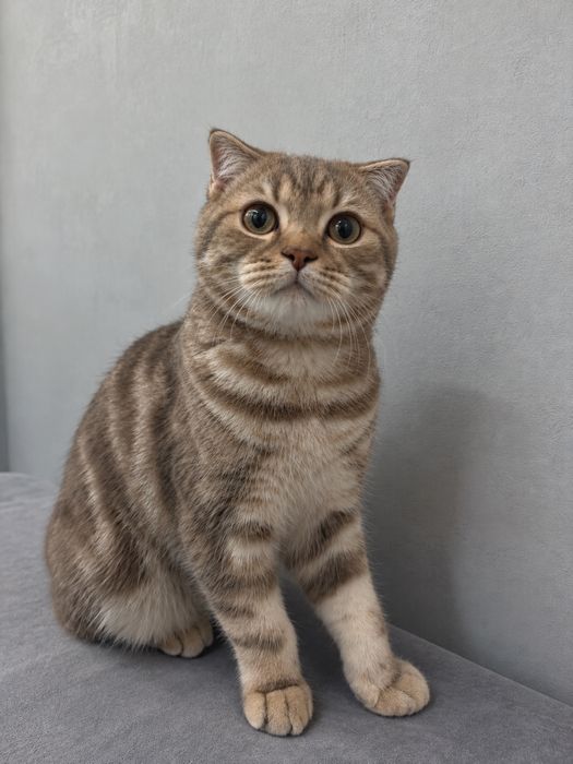 Скоттиш фолд на вязку