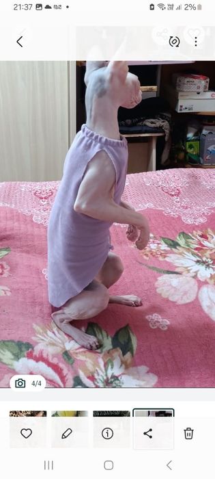 Кошка Донской сфинкс