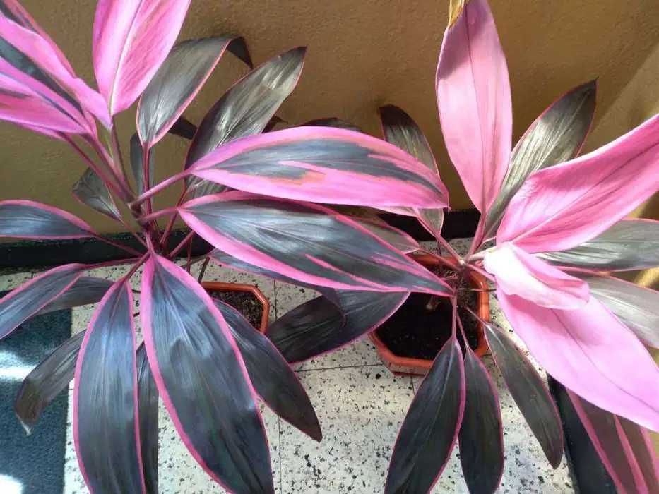 Корделина апикална -лечебно