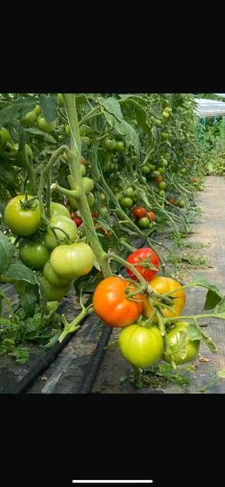 Rasaduri legume calitate superioara