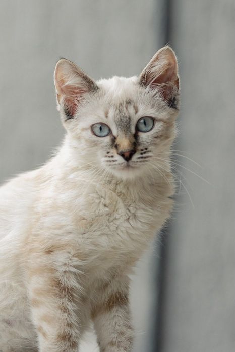 Котенок ищет любящий дом