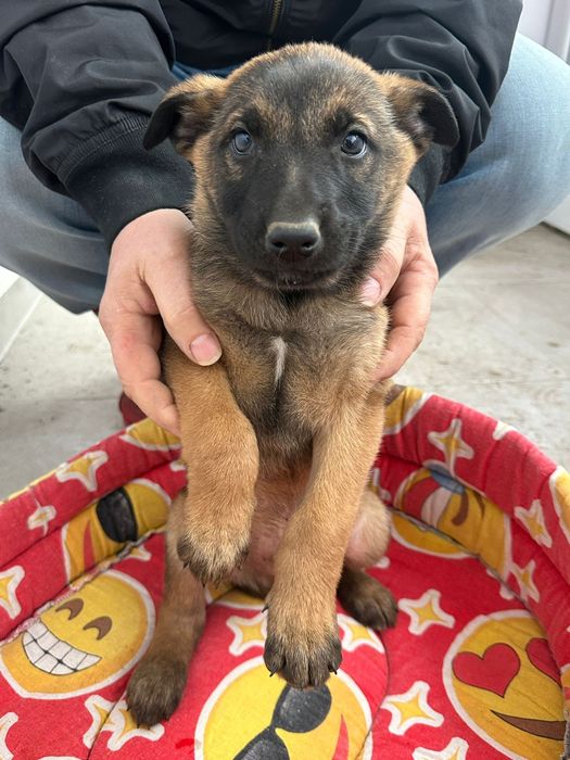 Vând  Pui Ciobanesc Belgian Malinois