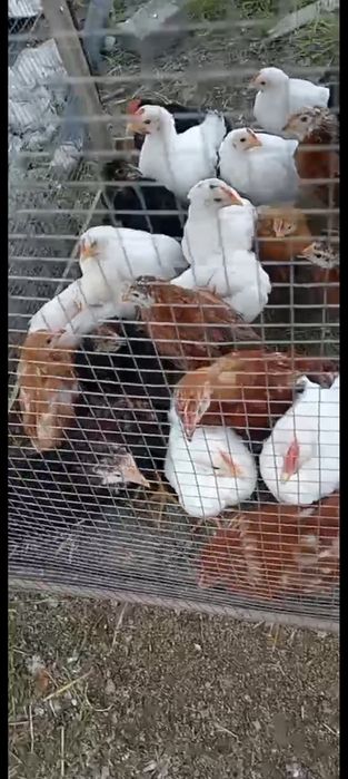 Цыплята, Адлер.,