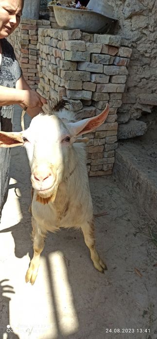 külotlu çorap bir fitna bilan porno