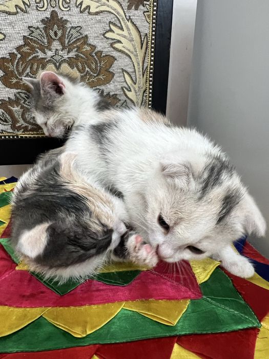 Отдам котят в добрые руки