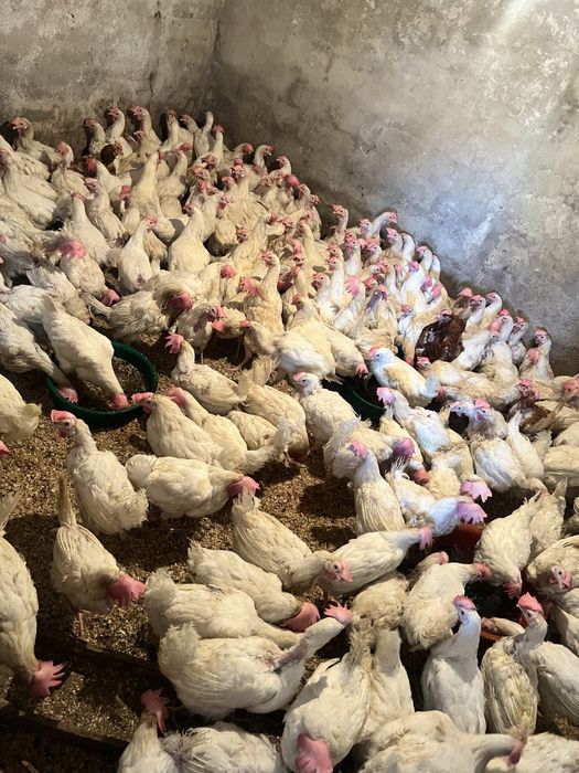 Продам поросят курей