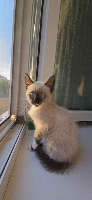 Котёночек  породистый