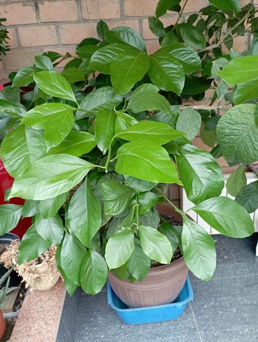 Лимон плодоносящий