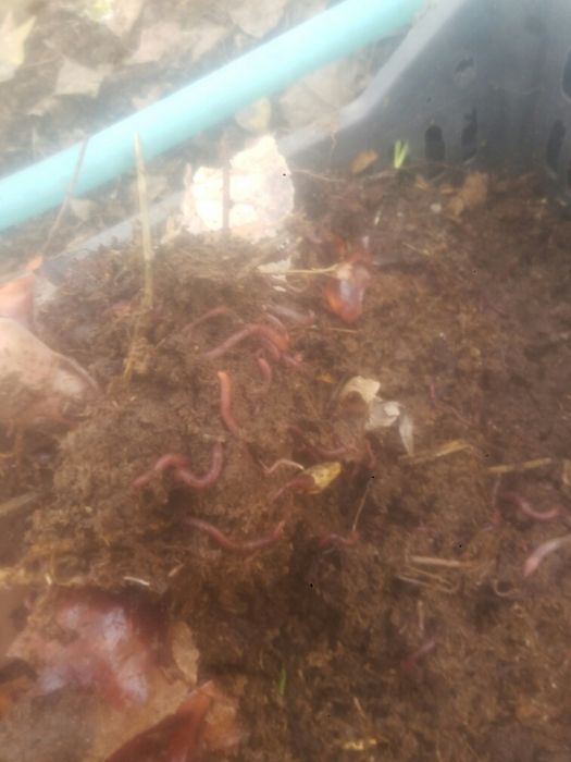 Калифорния чувалчанг сотилади. Наманган вилояти Туракургон, Бураматут