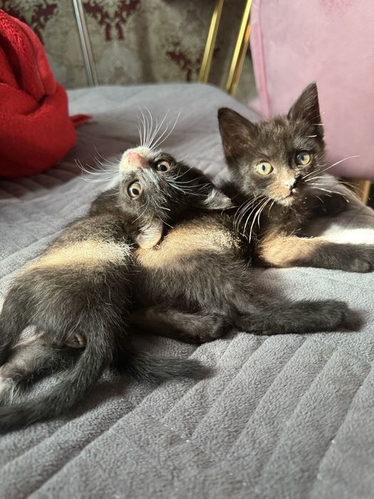 Отдам котят в хорошие руки