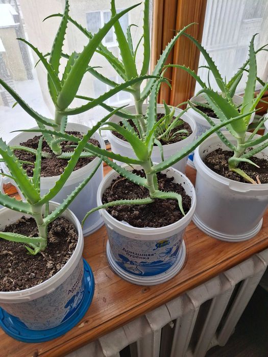 Подам лечебный алоэ