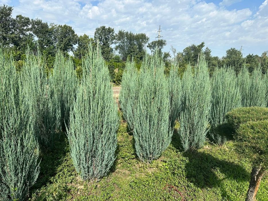 Маживельник, Туя.