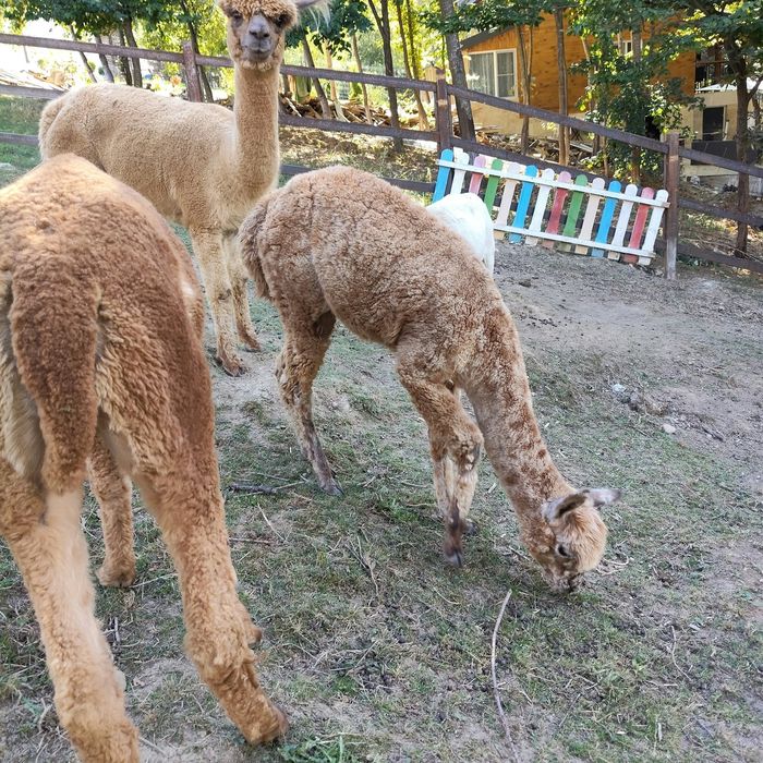 Vând Lamă Alpaca