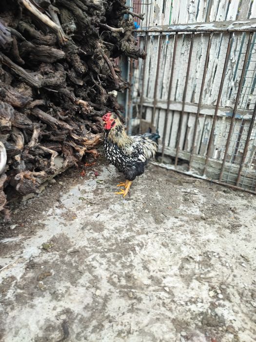 Cocos moțat bărbos metis wyandotte+ puica wyandotte