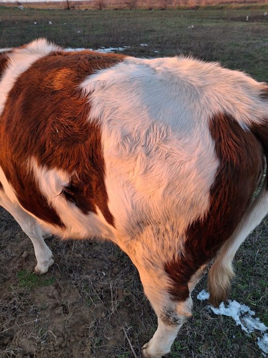 Vaci bune si frumoase 7 luni amândouă