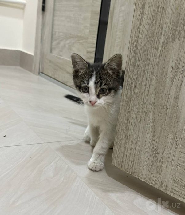 Отдаю котят в добрые руки
