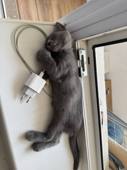 Двое котят в добрые руки