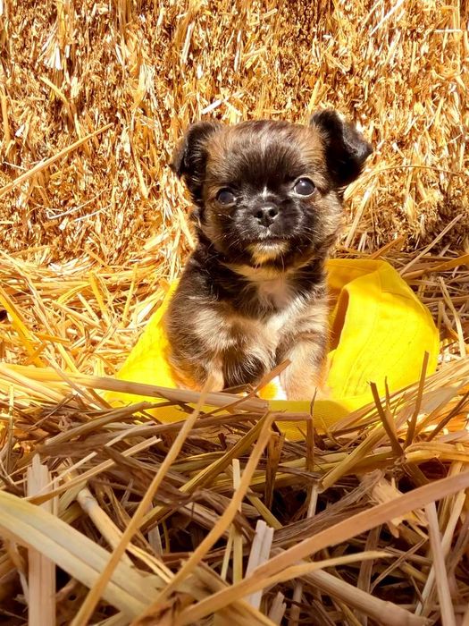 Продаются щенки чихуахуа