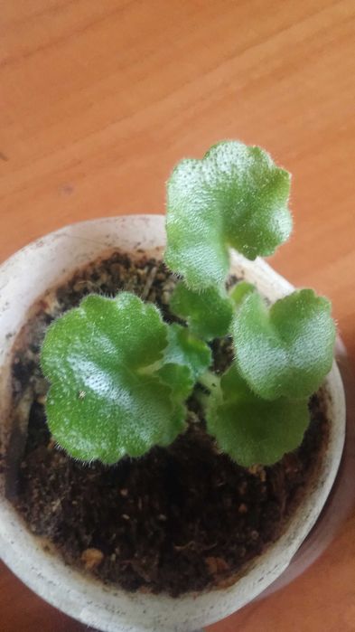 Фиалка комнатная [ детка ]